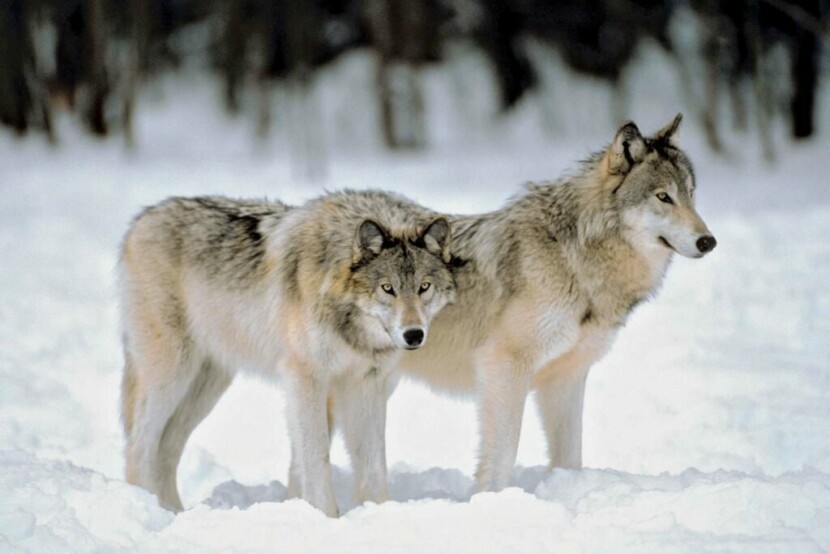 Gray-Wolves-edge-forest-1024x684.jpeg