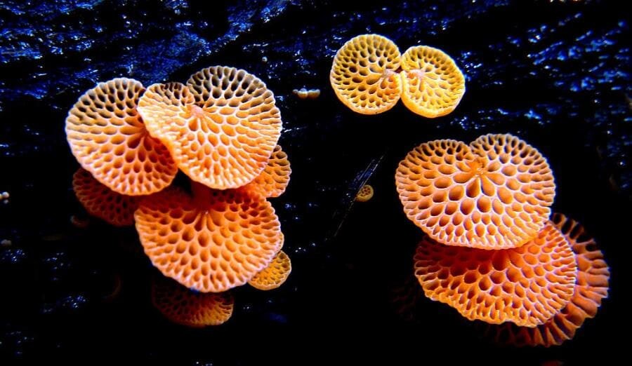 Оранжевый пористый гриб (Favolaschia calocera R. Heim) - интересные факты о грибе-захватчике Оранжевый пористый гриб (Favolaschia calocera R. Heim) - интересные факты о грибе-захватчике