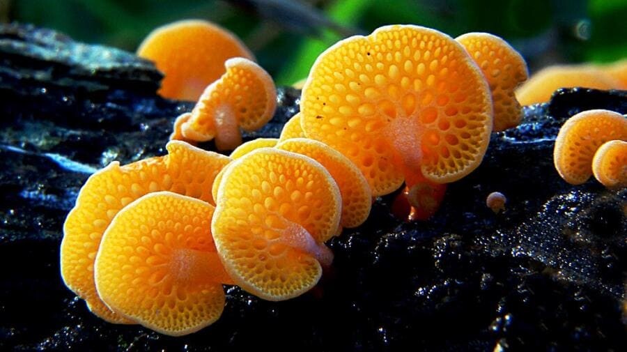 Оранжевый пористый гриб (Favolaschia calocera R. Heim) - интересные факты о грибе-захватчике Оранжевый пористый гриб (Favolaschia calocera R. Heim) - интересные факты о грибе-захватчике