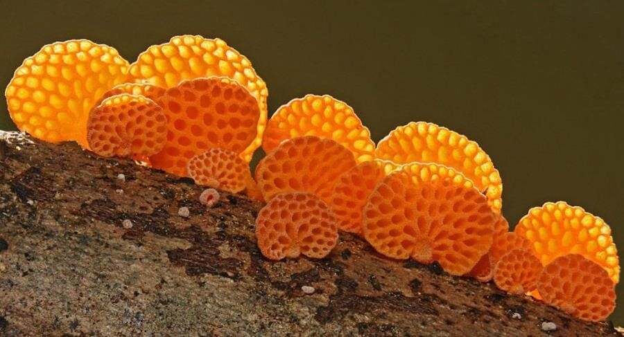 Оранжевый пористый гриб (Favolaschia calocera R. Heim) - интересные факты о грибе-захватчике Оранжевый пористый гриб (Favolaschia calocera R. Heim) - интересные факты о грибе-захватчике